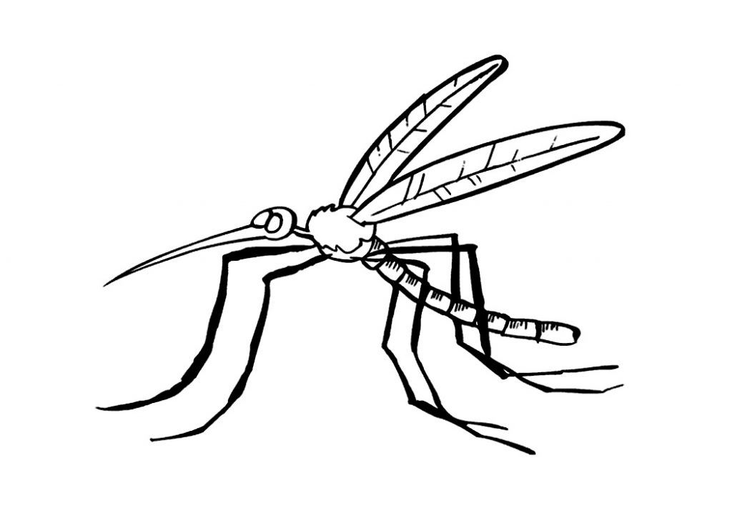 Free printable mosquito coloring pages for kids animal coloring pages coloring pages color