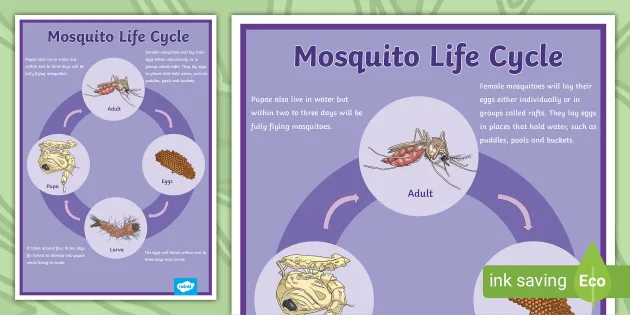 Mosquito life cycle display poster teacher