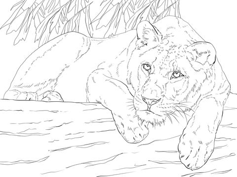 Lying lioness coloring page from lions category select from printable crafts of cartoons naturâ lion coloring pages animal coloring pages coloring pages