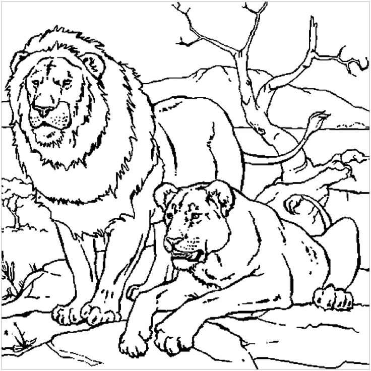 Free lion coloring page to download lion coloring pages animal coloring pages coloring pages