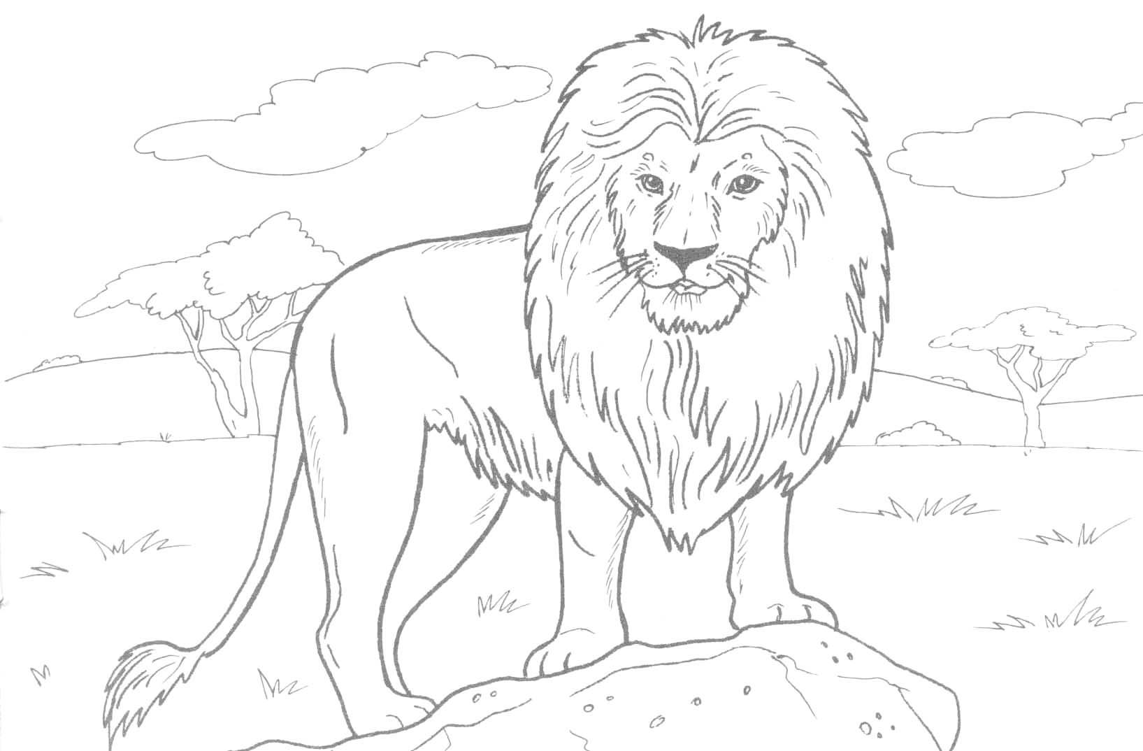 Free printable lion coloring pages for kids