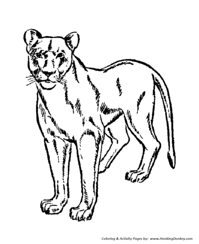 Wild animal coloring pages female lion lioness coloring page and kids activity sheet