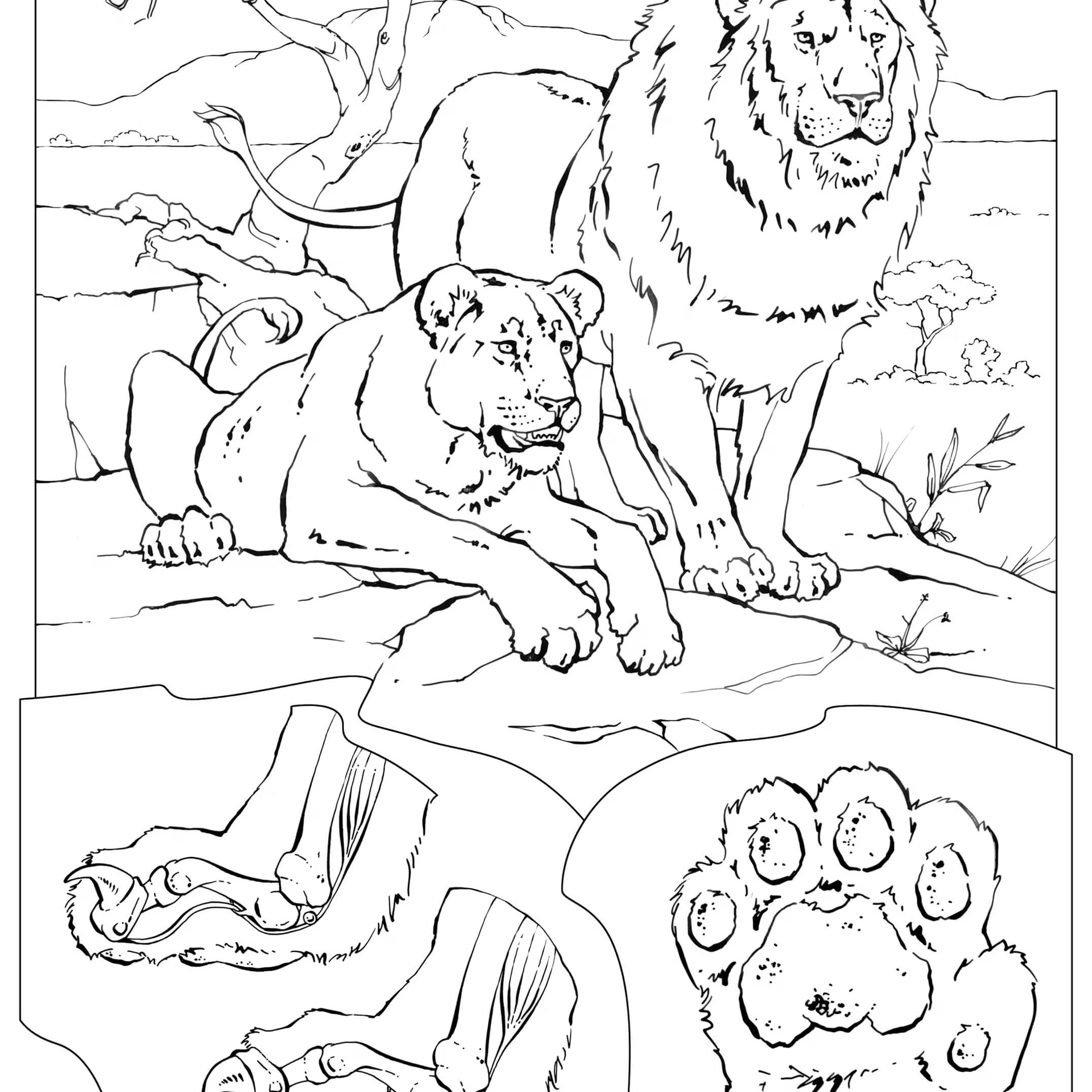 Lion coloring pages