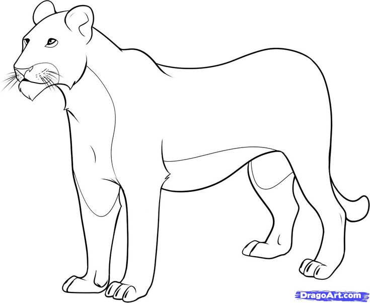 Femalelioncoloringpages how to draw a lioness step lion coloring pages animals drawing images animal coloring pages