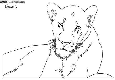 Lioness coloring page free printable coloring pages lion coloring pages coloring pages free printable coloring