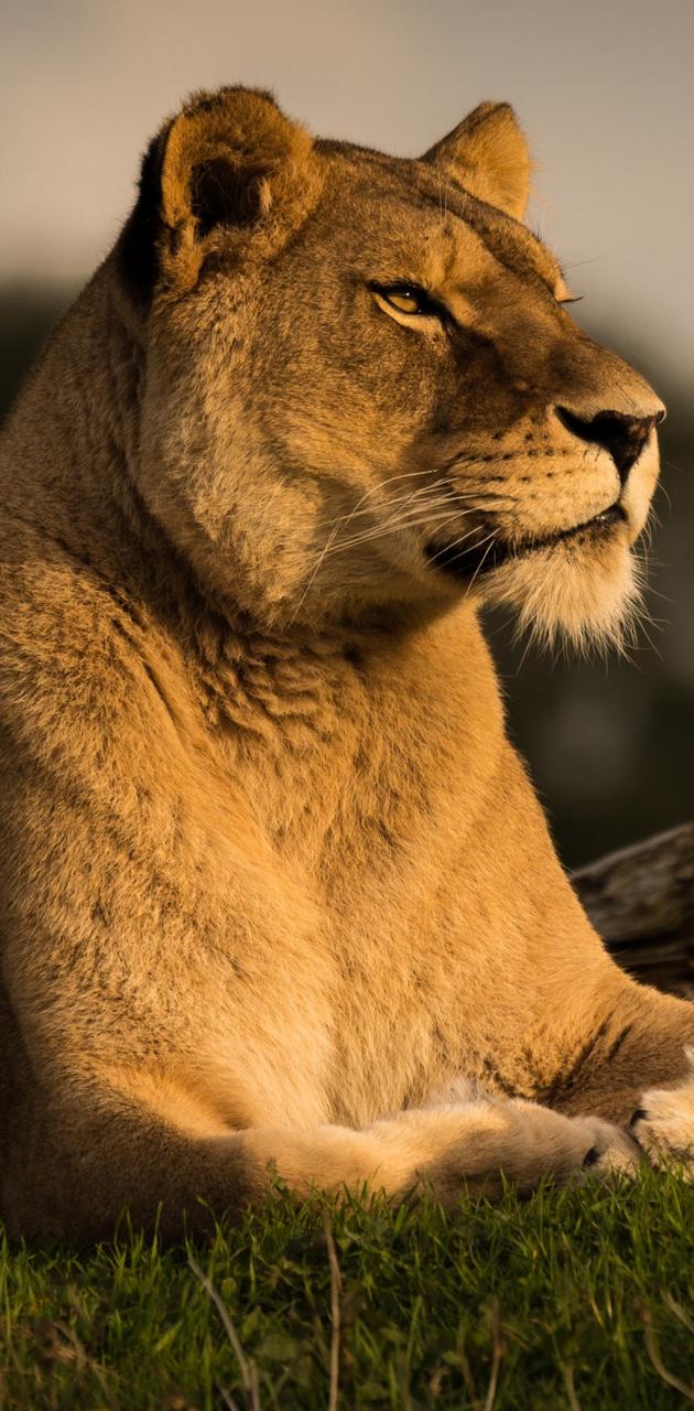 Download lioness wallpaper Bhmpics