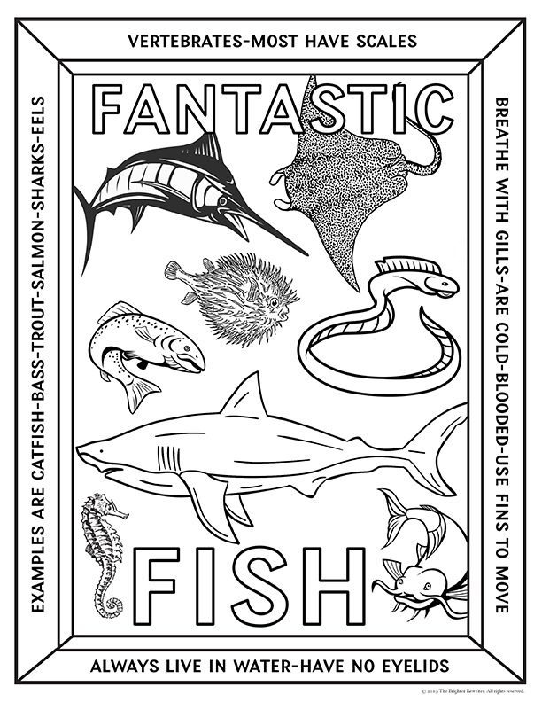 Vertebrates and invertebrates coloring pages made by teachers