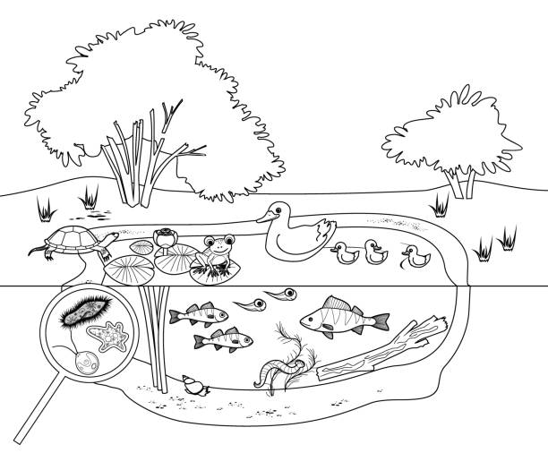 Coloring page with pond ecosystem with flowering waterlily plants duck with ducklings turtle frog fishes and microscopic unicellular organisms under magnifying glass stock illustration