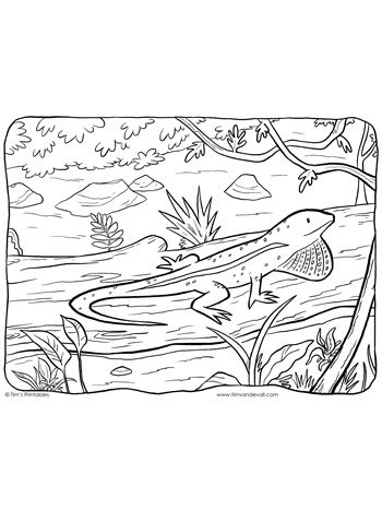 Lizard coloring page â tims printables