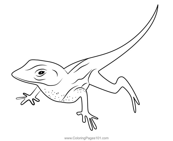 House lizard coloring page coloring pages coloring pages for kids printable coloring pages