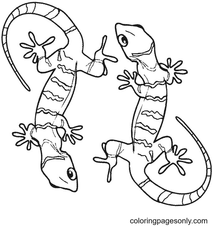 Lizard coloring pages printable for free download