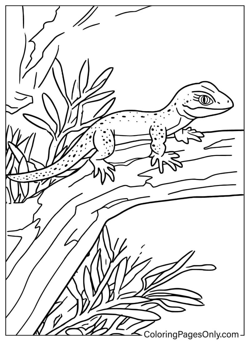 Coloring pages only on lizard animals reptiles coloringpagesonly coloringpages coloringpageâ