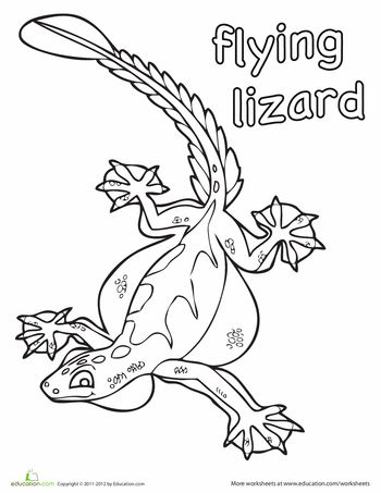 Color the flying lizard worksheet education flying lizard lizard coloring pages for boys