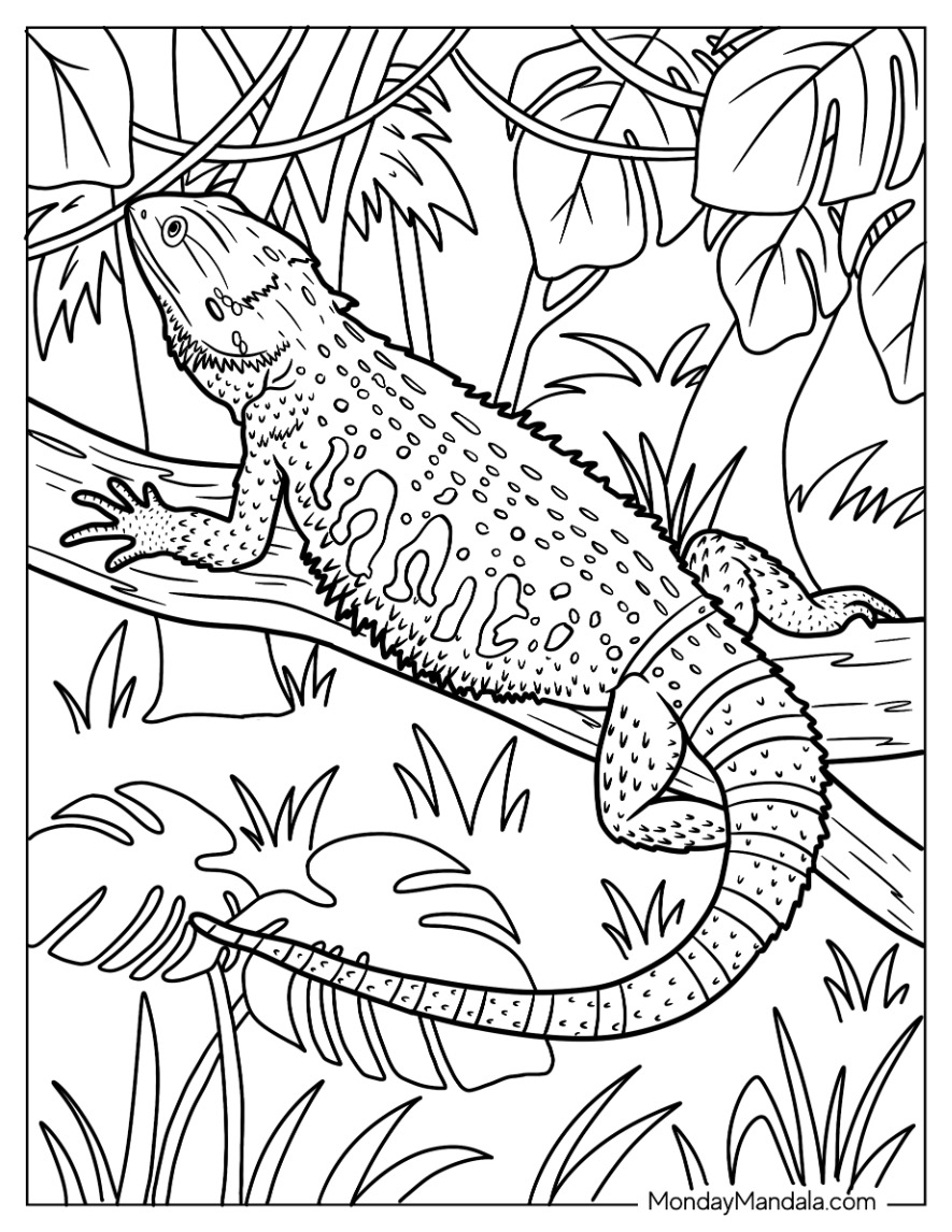 Lizard coloring pages free pdf printables