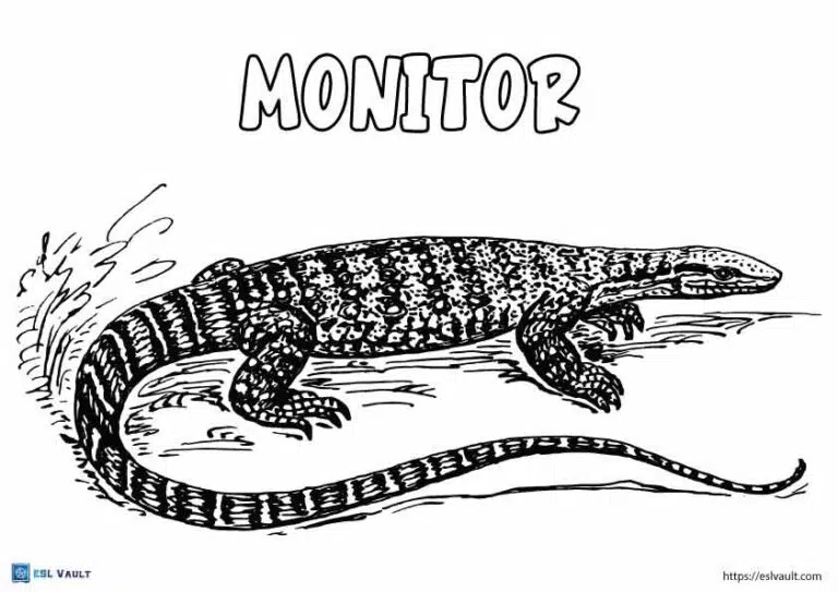 Realistic lizard coloring pages