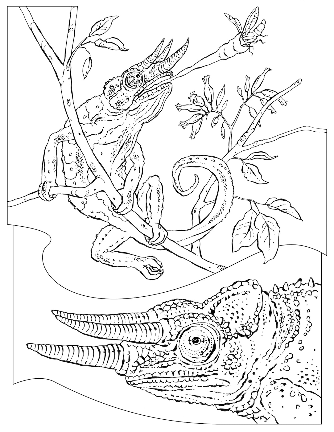 Coloring book animals j to z