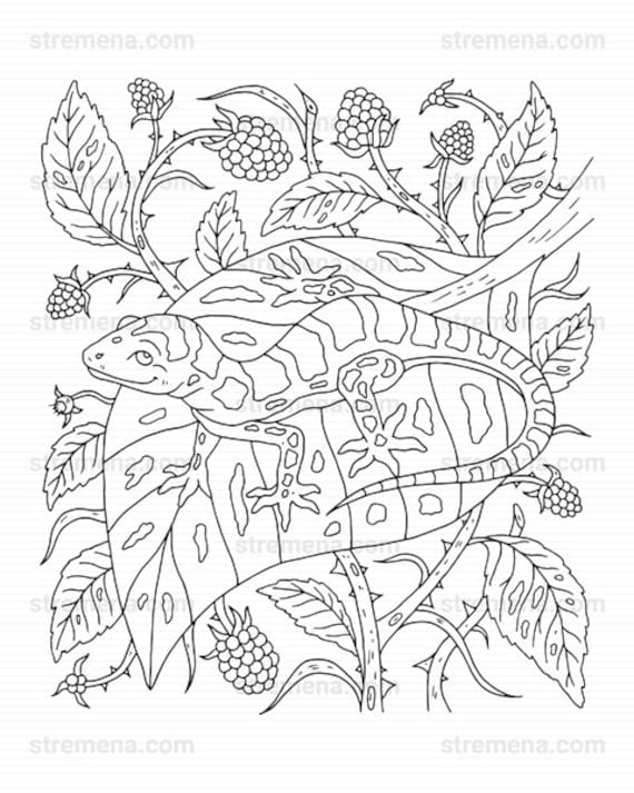 Reptiles printable coloring pages snake and lizard download now