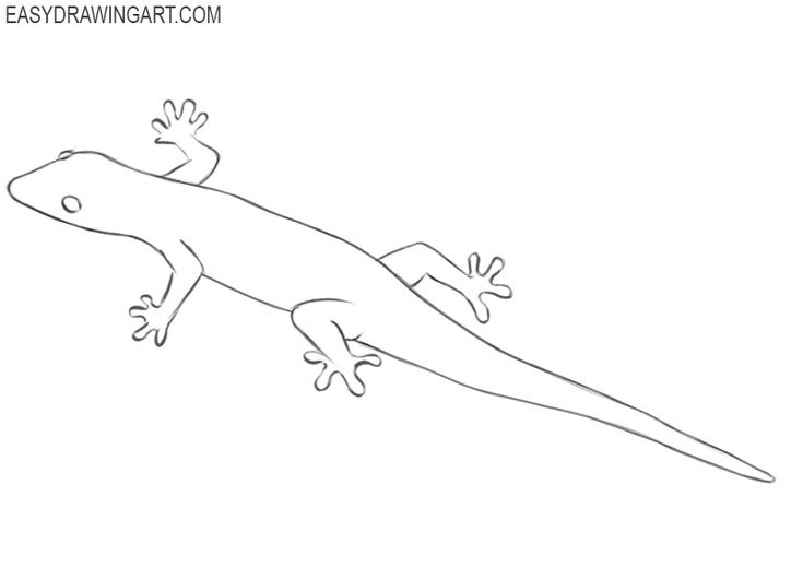 How to draw a lizard easy drawing art drawings animal coloring pages easy drawings