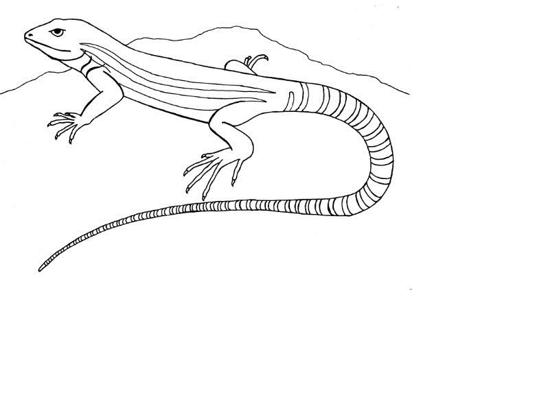 Free printable lizard coloring pages for kids