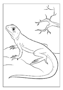 Explore the diversity of lizards with our printable coloring pages collection