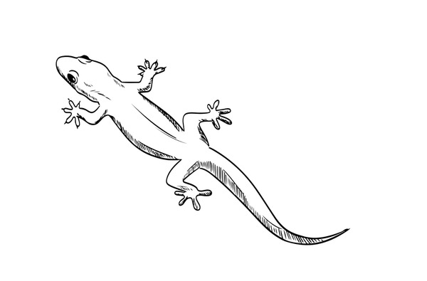 Dragon lizard sketch royalty