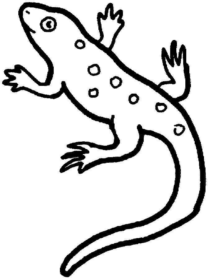 Reptile coloring pages