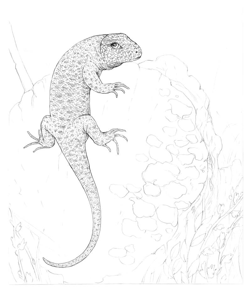 How to draw a lizard with pen and ink