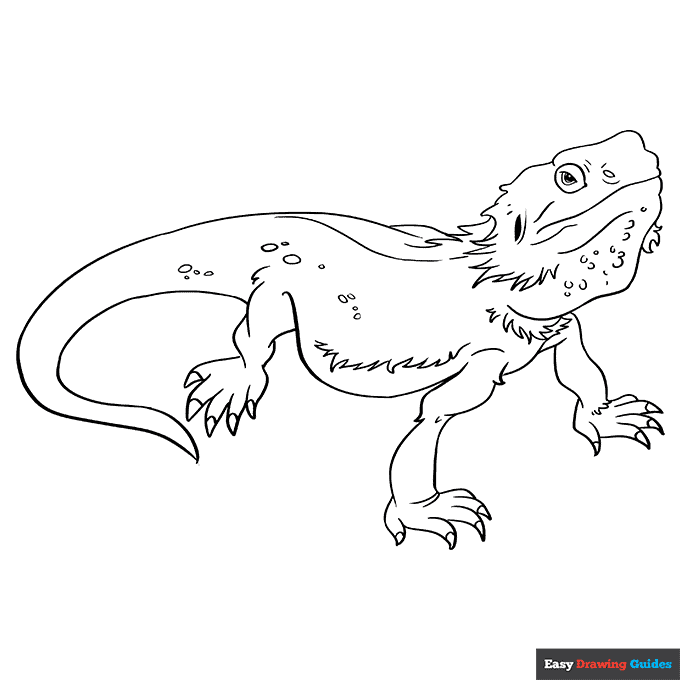 Bearded dragon lizard coloring page easy drawing guides