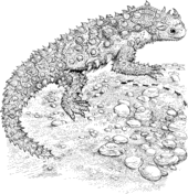 Lizards coloring pages free coloring pages