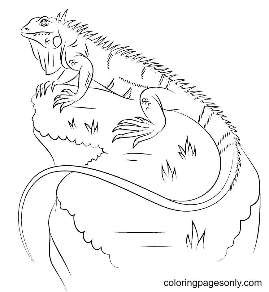 Lizard coloring pages printable for free download