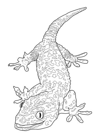 Tokay gecko coloring page free printable coloring pages coloring pages animal coloring pages pokemon coloring pages