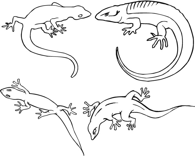 Lizard coloring page