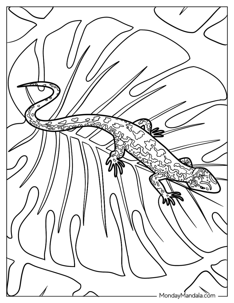 Lizard coloring pages free pdf printables