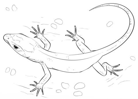 Lizard coloring page free printable coloring pages