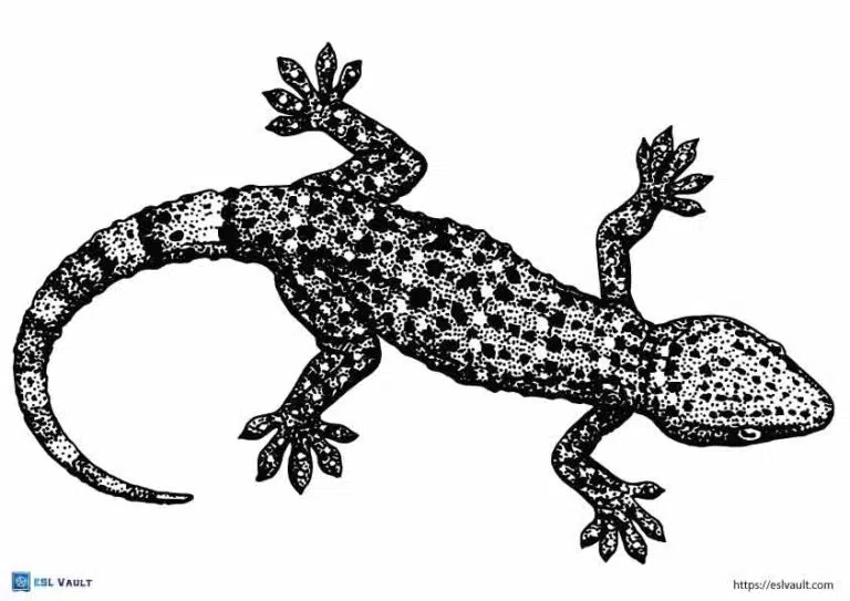 Realistic lizard coloring pages