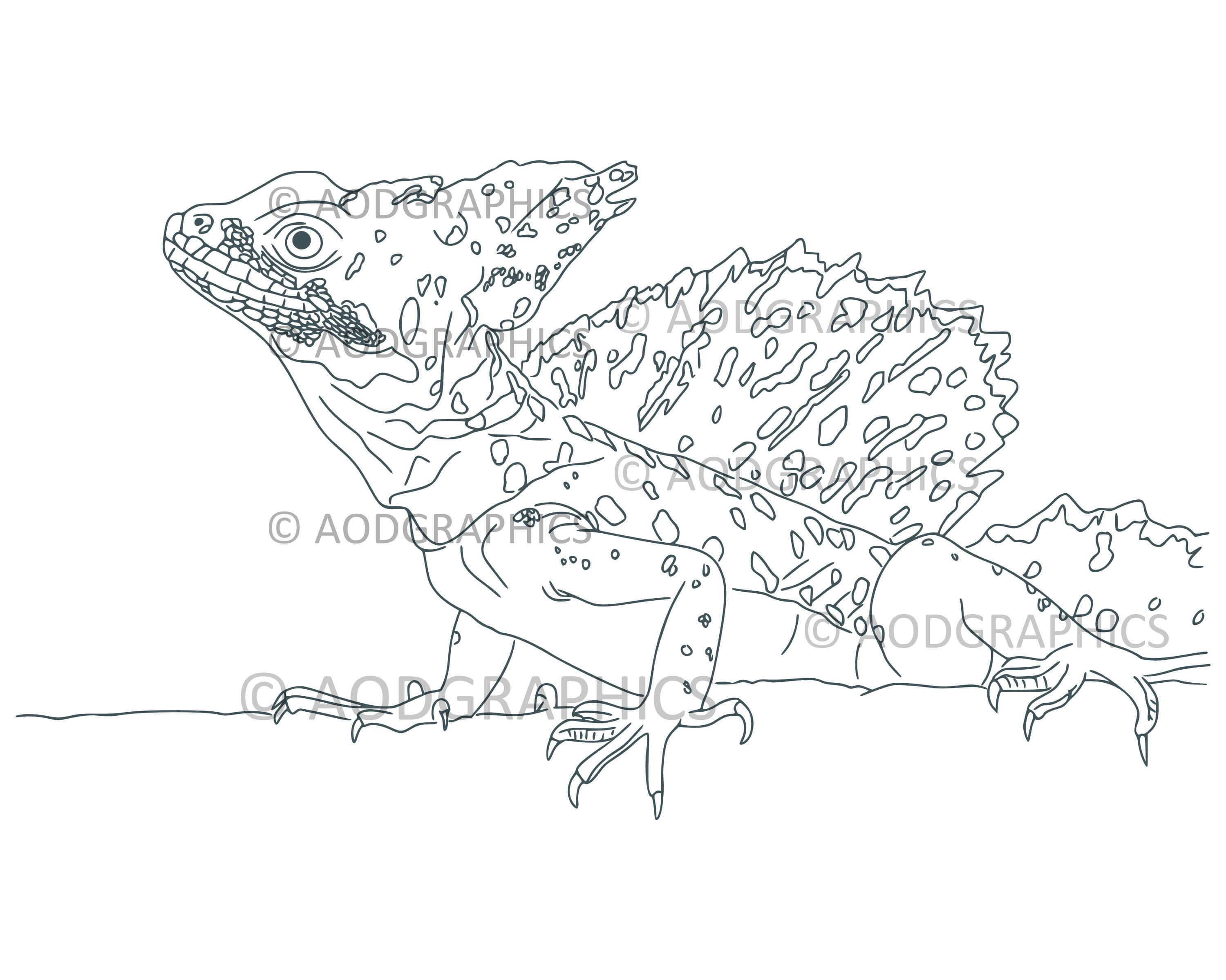 Lizard coloring page