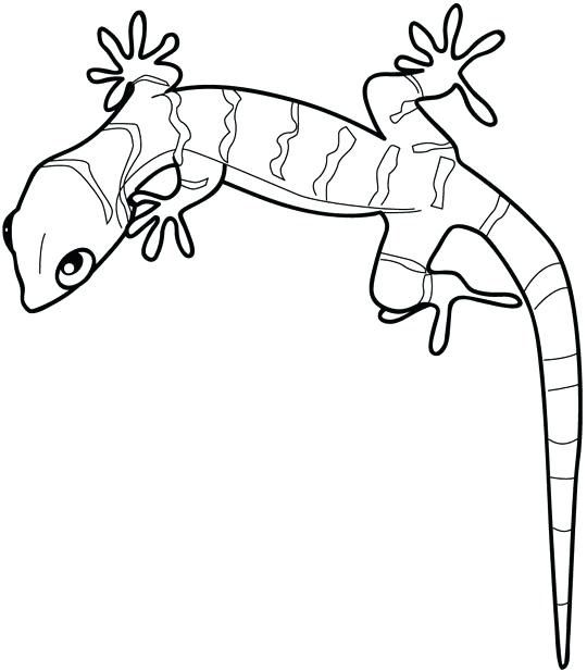 Gecko coloring pages