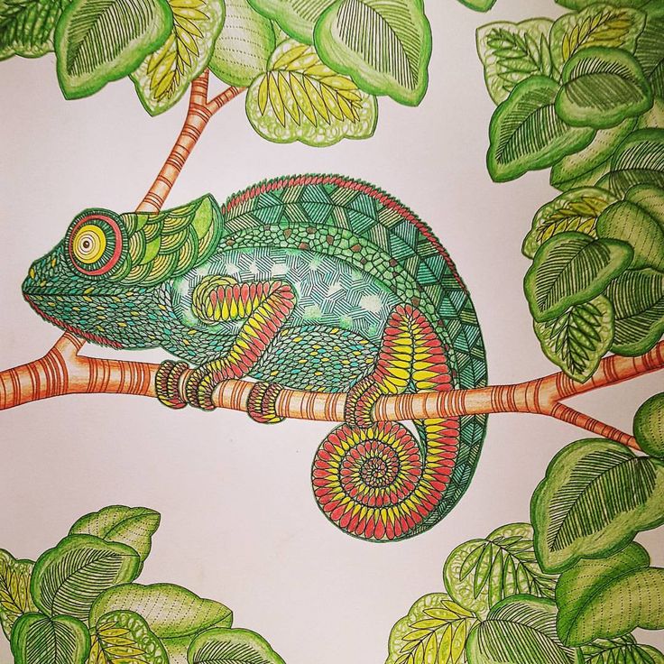 There is no chameleon emoji so here are some other green reptiles instead ðððð animalkingdom milâ animal coloring books curious creatures animal kingdom