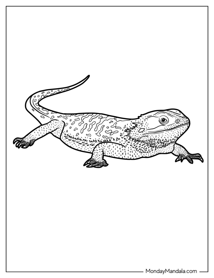 Lizard coloring pages free pdf printables