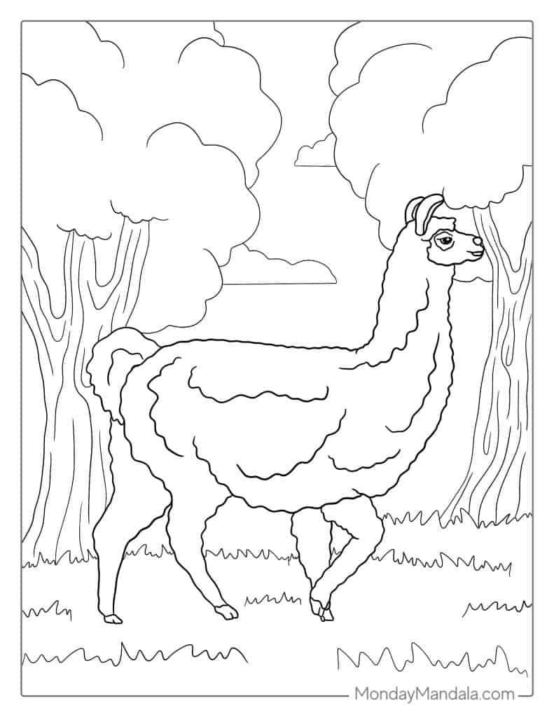 Llama coloring pages free pdf printables