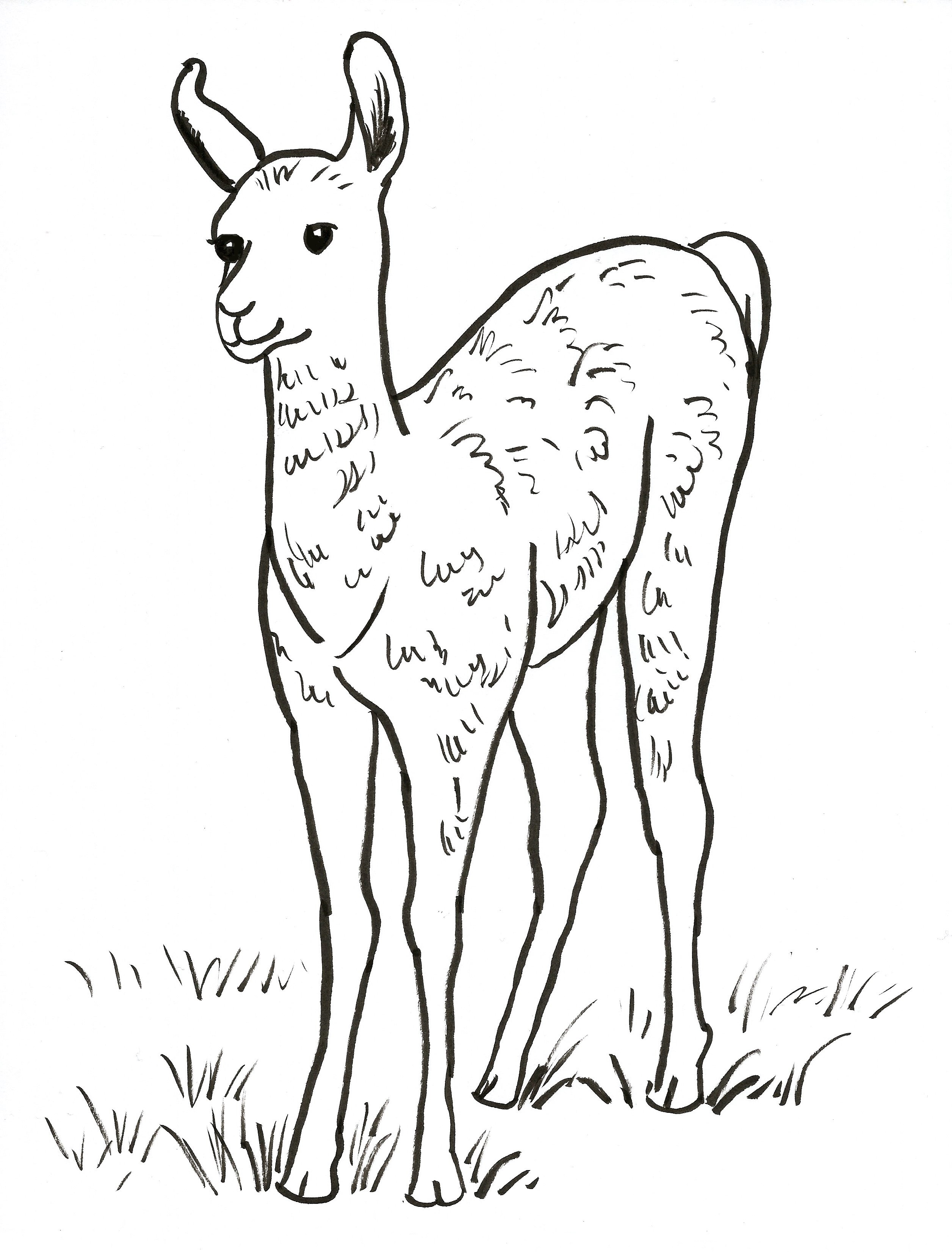 Llama coloring page