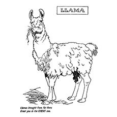 Cute free printable llama coloring pages online