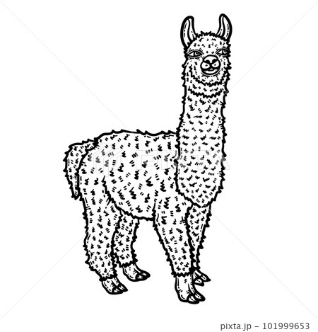 Llama animal coloring page for adults