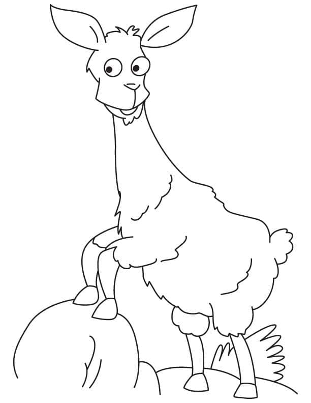 Llama on the rock coloring page