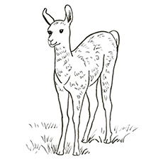 Cute free printable llama coloring pages online