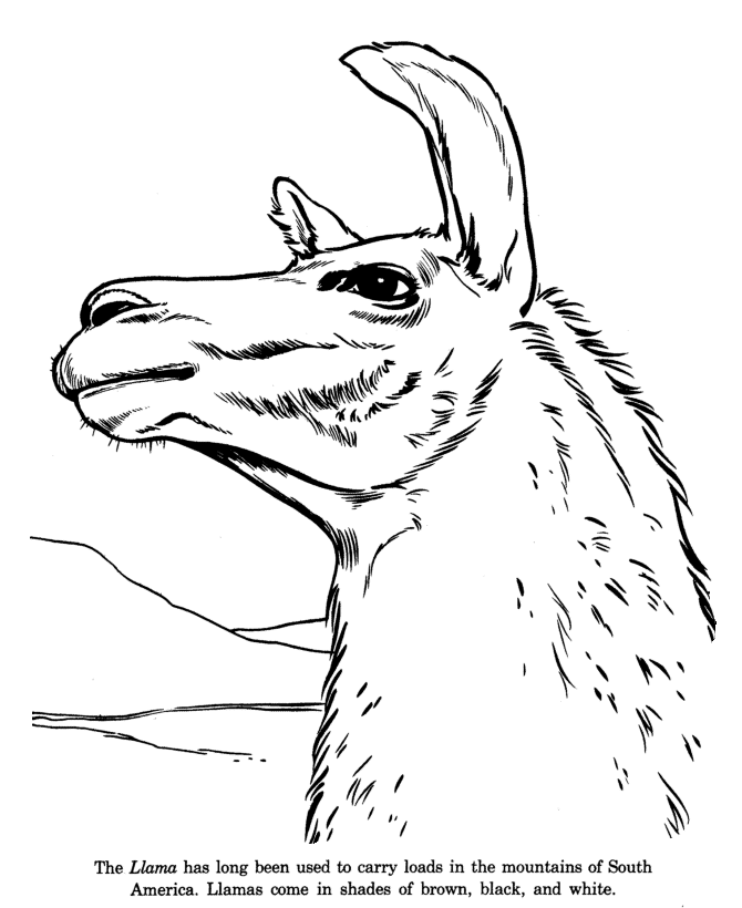 Animal drawings coloring pages llama animal identification drawing and coloring pages