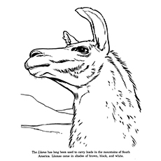 Cute free printable llama coloring pages online