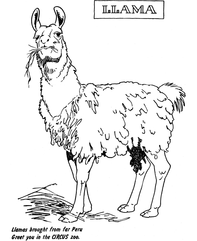 Zoo animal coloring pages zoo llama exhibit coloring page sheet