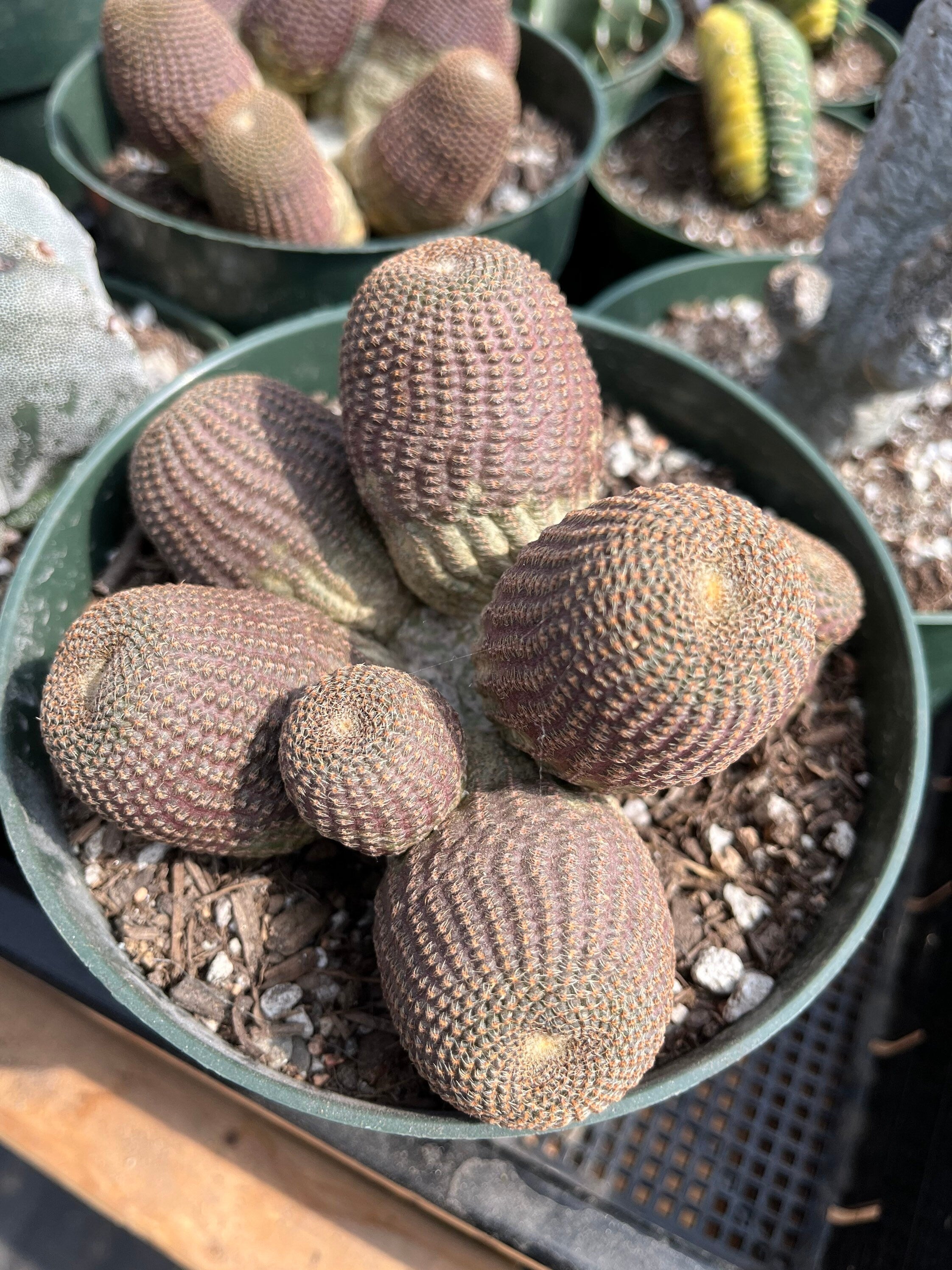 Rare cactus