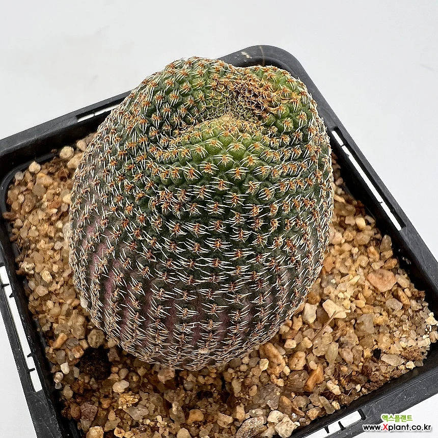 Lobivia famatimensis cactus